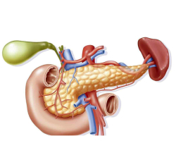 Болезни поджелудочной железы